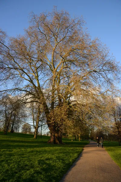 DSC_7133 (Large).JPG